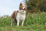 BORDER COLLIE 743